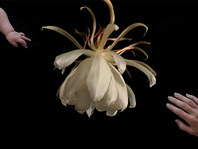 instructionsonparting_amy_jenkins_2018400x300