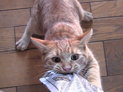 cat_video_fest- 400x300