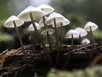 fantastic-fungi fantastic-fungi